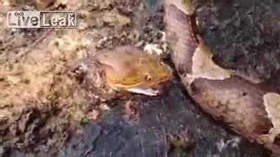 Rắn hổ mang giãy giụa tự cắn đuôi mình