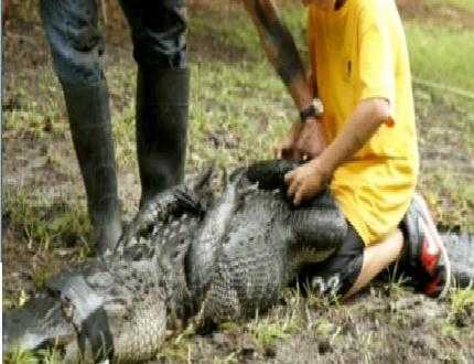 Nam sinh 12 tuổi vật lộn với cá sấu cứu người