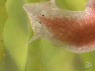 Clip: Loài sâu quái dị mất đầu cũ, mọc đầu mới