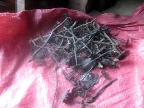 Thương lái Trung Quốc ồ ạt thu mua nấm độc