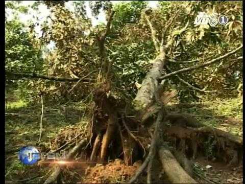 Clip: Lốc xoáy tàn phá Lâm Đồng