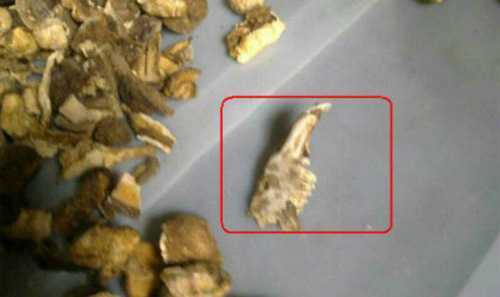 Đang uống ngũ cốc, tá hoả phát hiện xương chuột