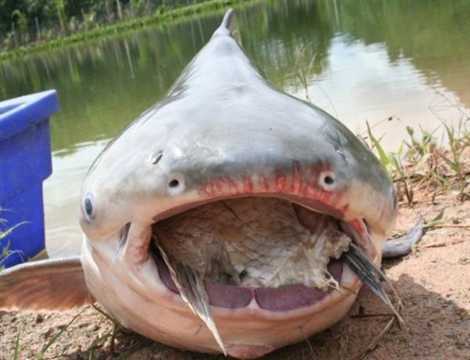 Xem 'sát thủ nước ngọt' săn chim bồ câu