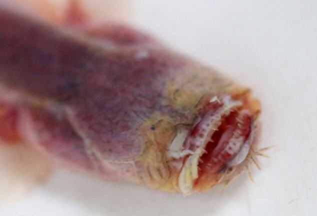 Kỳ quái loài lươn xấu đến nỗi... không dám ăn