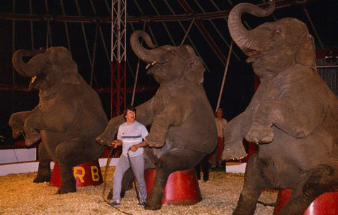 Voi 2 tấn nghiền nát người