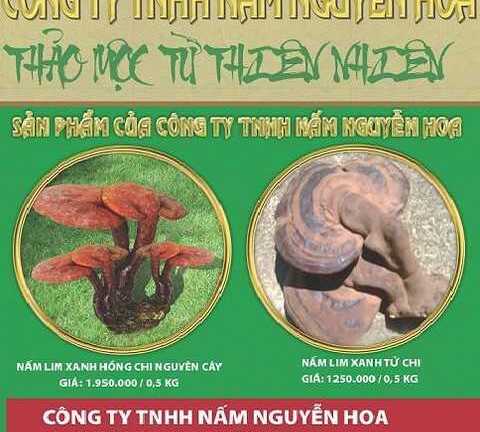 Nấm lim xanh Quảng Nam hỗ trợ điều trị ung thư