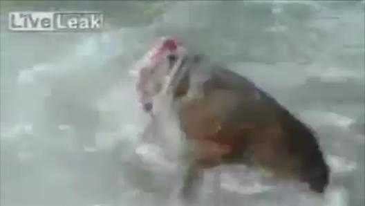 Quay được clip 'thủy quái' lên bờ đớp mồi