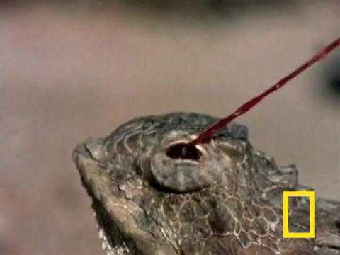 Clip: Thằn lằn phun máu từ mắt tấn công kẻ thù