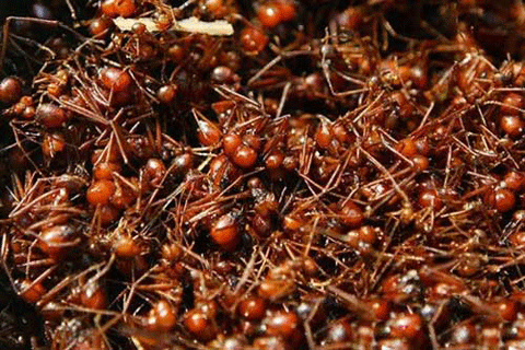 Bị kiến đốt, nam sinh tử vong