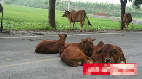 Chuyện lạ ở Hà Nội: Ngôi làng không ăn thịt bò