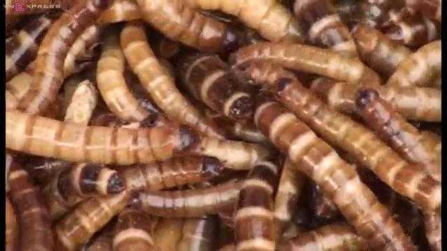 Chợ sâu bọ giữa lòng thành phố