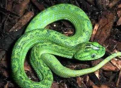 Chuyện về những loài rắn độc nhất hành tinh