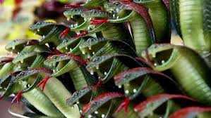 Tin hot 24/9: Những loài rắn độc nhất hành tinh