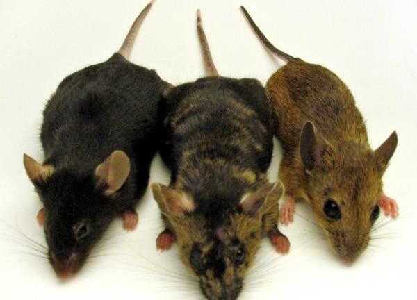 Clip: Chuột được vỗ béo trong siêu thị