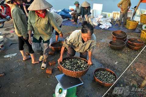 Thu mua ốc bươu vàng kiểu... 'xã hội đen'