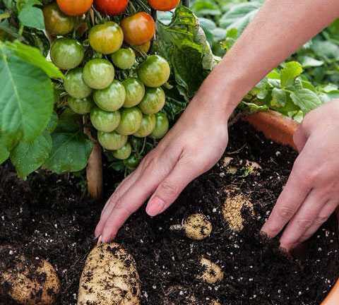 Cây cà chua 'sinh ra'... khoai tây