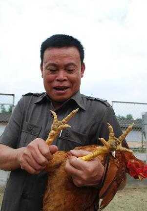 Kinh ngạc ‘tập đoàn gà thần’ ở Bắc Ninh