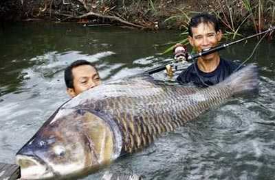 Sửng sốt clip chú cá 'biết nói tiếng người'