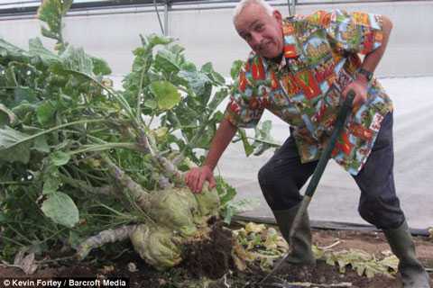 Cụ ông trồng bí ngô, củ cải gần trăm kg