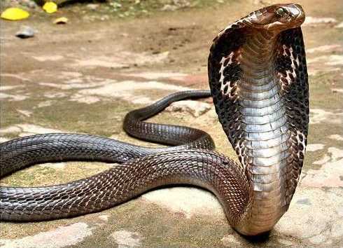 Hổ mang bành đại chiến rồng đất, cướp lãnh thổ