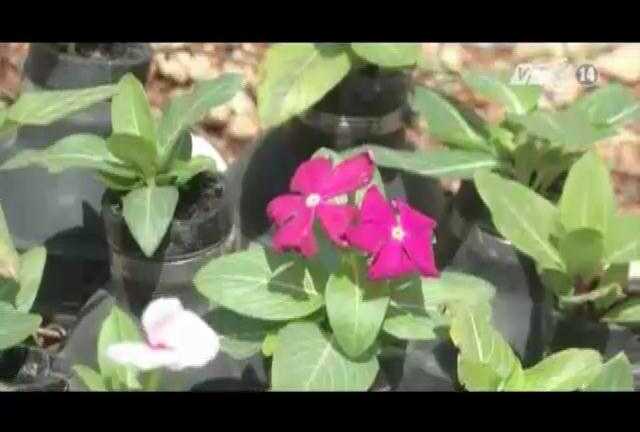 Kỳ lạ hoa nở rực rỡ trong vỏ lựu đạn cay