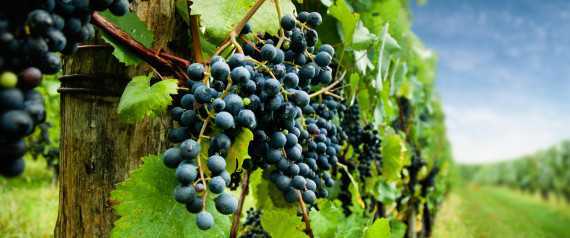 Người bị gần 6 tấn nho đè chết