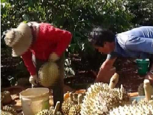 Ép chín sầu riêng bằng thuốc lạ