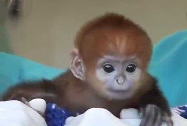 Lạ kỳ chú khỉ sơ sinh có khuôn mặt em bé