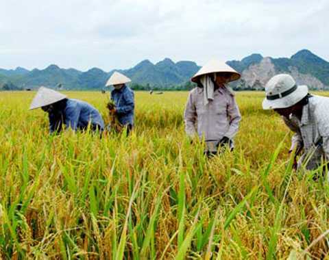Giá gạo tăng, ai hưởng lợi?