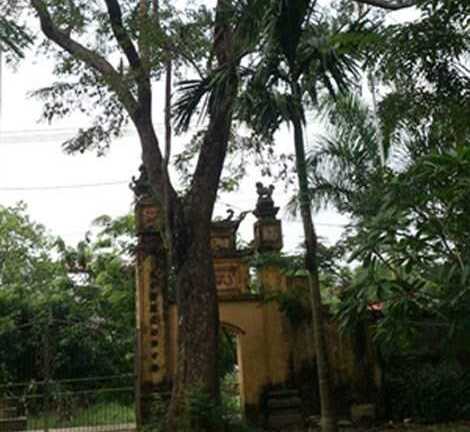 Xôn xao chuyện rao bán 'cụ sưa' 50 tỷ đồng