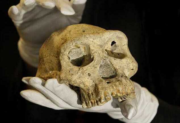 Phát hiện chấn động về hộp sọ 1,8 triệu năm