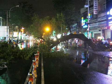 Cây cổ thụ đổ ngang đường, nhiều người thoát chết