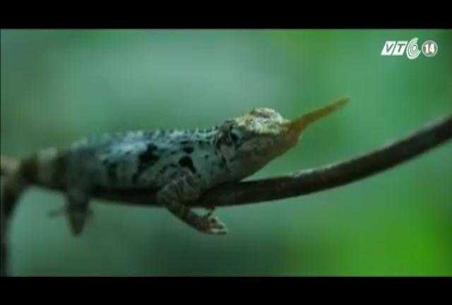 Thằn lằn mũi dài kì quái tuyệt chủng bỗng dưng tái xuất
