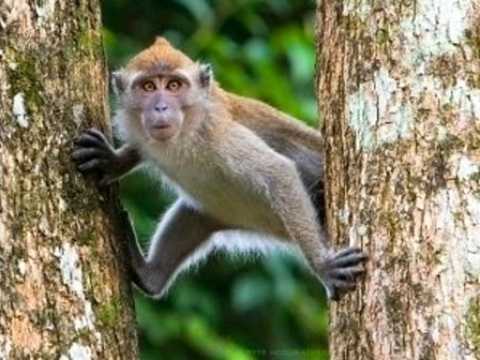 Video: Khỉ ma mãnh một mình lừa tát liên tiếp 2 con hổ