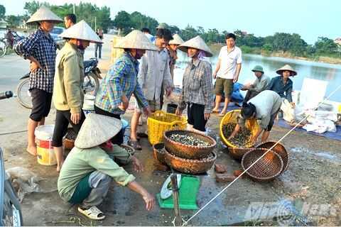 Công điện khẩn về hoạt động săn ốc bươu vàng