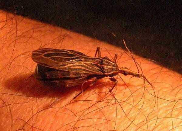 7 'ma cà rồng' khát máu nhất trong thế giới tự nhiên