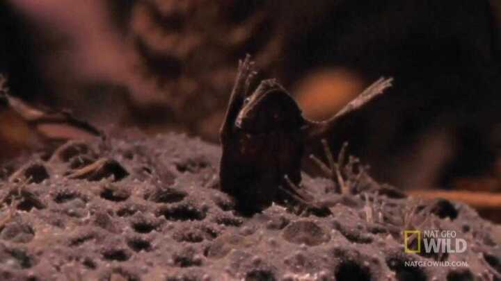 Xem loài cóc kì dị sinh con từ lưng