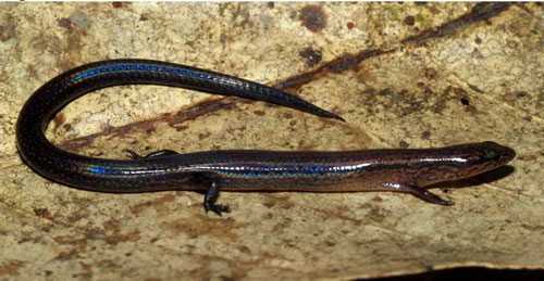 Thằn lằn 'siêu nhỏ' mới ở Việt Nam