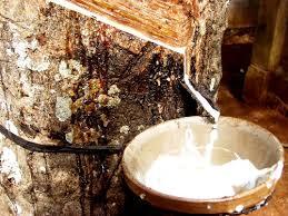 Giảm thuế xuất khẩu một số mặt hàng mủ cao su