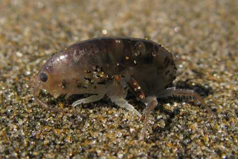 Rùng mình cô gái để mặc bọ chét đục khoét bàn chân