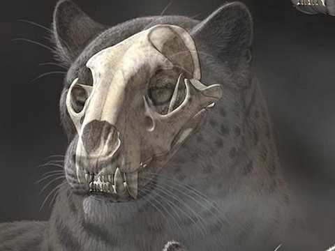 Phát hiện hóa thạch họ mèo lâu đời nhất ở Tây Tạng