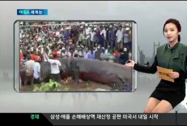 Clip: 'Quái ngư' 10 tấn ở VN lên truyền hình Hàn Quốc