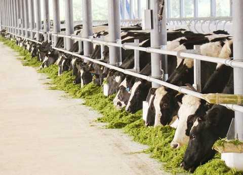 Trang trại chăn nuôi bò sữa của Vinamilk đạt chuẩn ISO 9001:2008