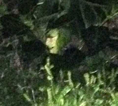 Ma quái 'khuôn mặt phù thủy' trong vườn