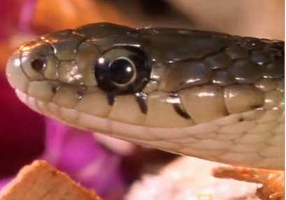 Video: Chuột chù giết chết rắn độc ngoạn mục