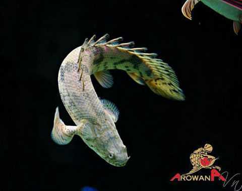 'Quái vật biết đi' giá nửa triệu đồng