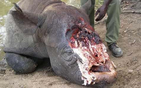 Người Việt gây họa cho tê giác ở Nam Phi thế nào?