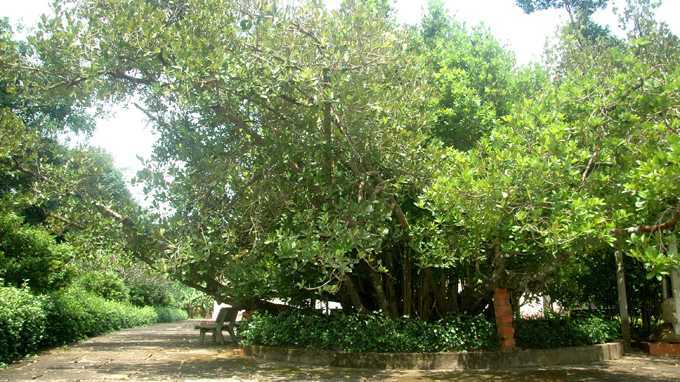 Cận cảnh cây bạch mai thần hơn 300 tuổi ở Bến Tre