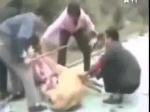 Clip: Giải cứu bé gái từ miệng sư tử trong công viên