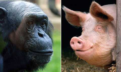 Tuyên bố gây chấn động về nguồn gốc con người